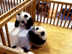 5.gif