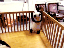 1.gif