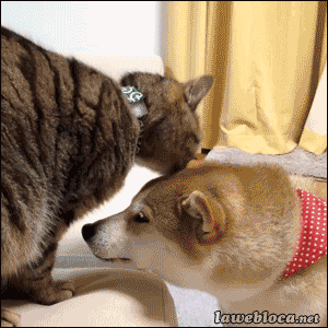 95872b1731ee0dafc2ef281530ff2632.gif