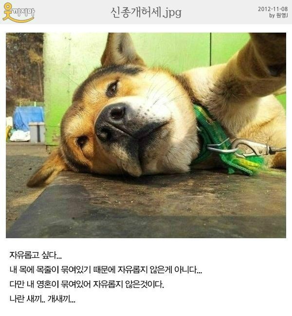 개_6.jpg