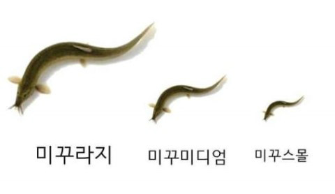 미꾸라지.jpg