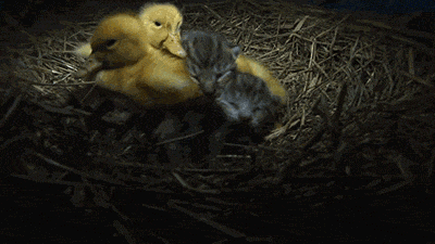 14667461153cbcf0e7bd914588ad7481481b780cdd__w400__h225__f2045088__Ym201606.gif