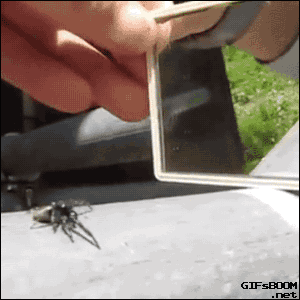 d754a5b157510cc876e043dece4b978a.gif