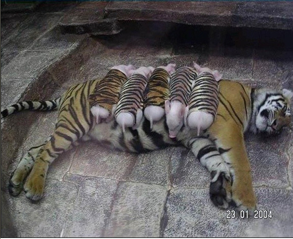 돼지.jpg