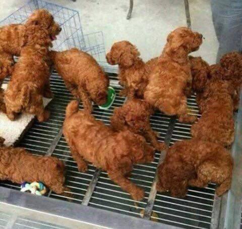 치킨인줄.jpg