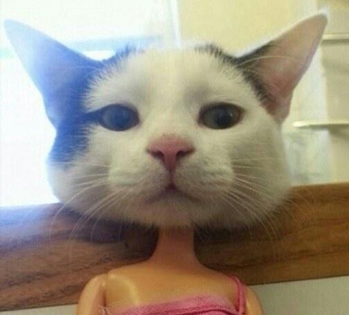 고양이_닮은_바비인형.jpg