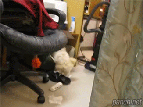 i11277356645.gif