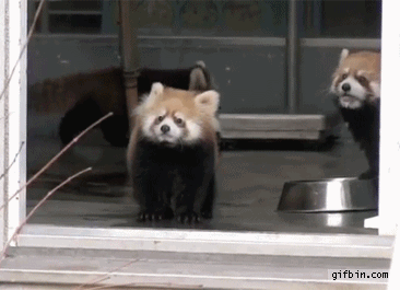 i13075490395.gif