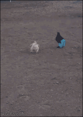 i11885812206.gif