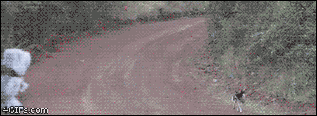 i11477287864.gif