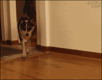 cf6b40fe676d676e549e9ea711fd95a5.gif