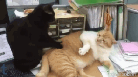 6.gif