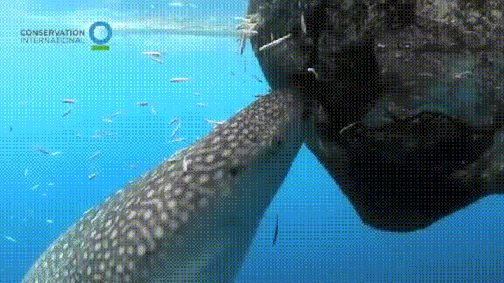 9d07854ae9fbcaaef78546f54b011abf.gif