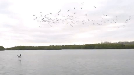 GreatKindheartedGrebe.gif