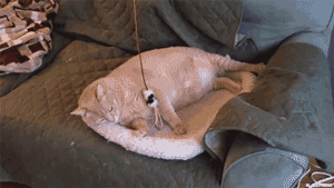 b00e31f80c3d7ced9677642968784c8d.gif