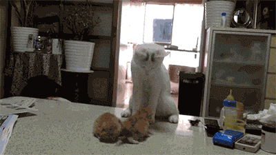 i13695840769.gif