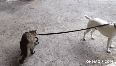 멍멍이 산책.gif