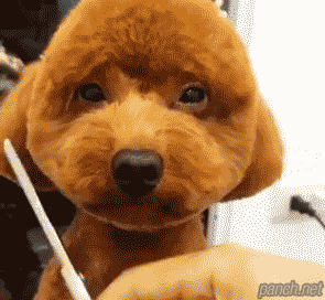 강아지 이발.gif