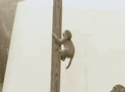 나무타기 연습중인 아기원숭이.gif