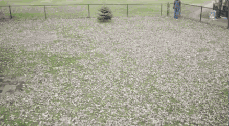 감동적인 낙엽 청소.gif