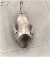 크런치로 복근 키우는 냥이.gif
