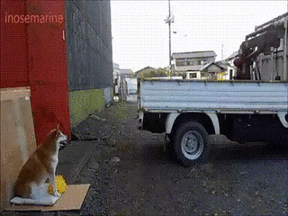 개쩌는 후방센서.gif