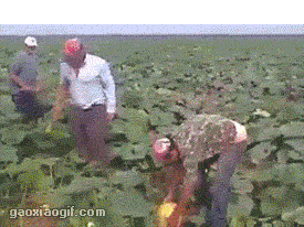 맥주 수확.gif