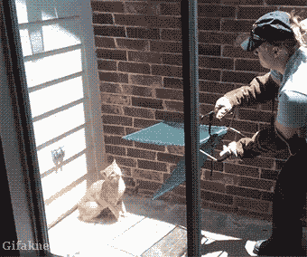 냥짤 몇개~ 3.gif