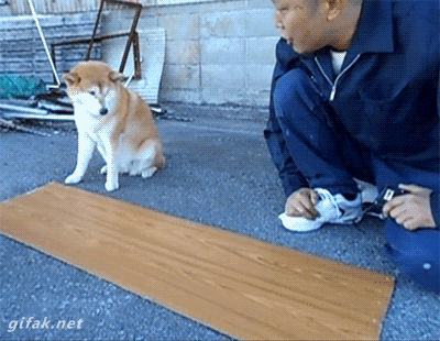 서당개 3년이면.gif