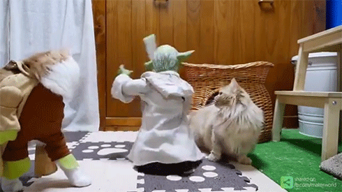 제다이 훈련시키는 요다 2.gif