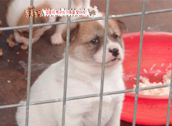 삐친 강아지.gif