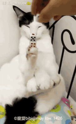 냥이 도전 1.gif
