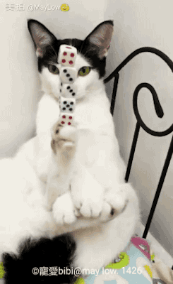 냥이 도전 2.gif