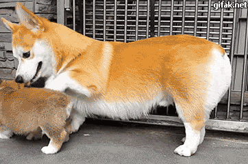 앉아! 교육중인 엄마웰.gif