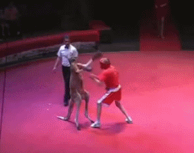 캥거루.gif