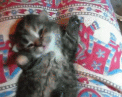 끼약.gif