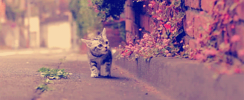 산책.gif