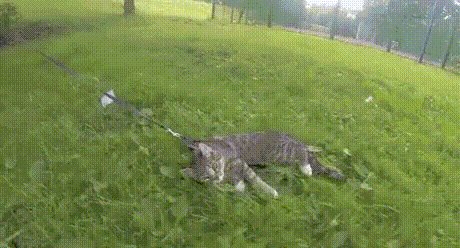 가기 싫다고.gif
