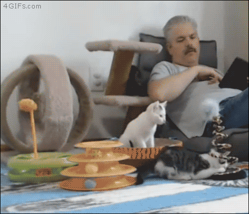 엄청난 고양이.gif