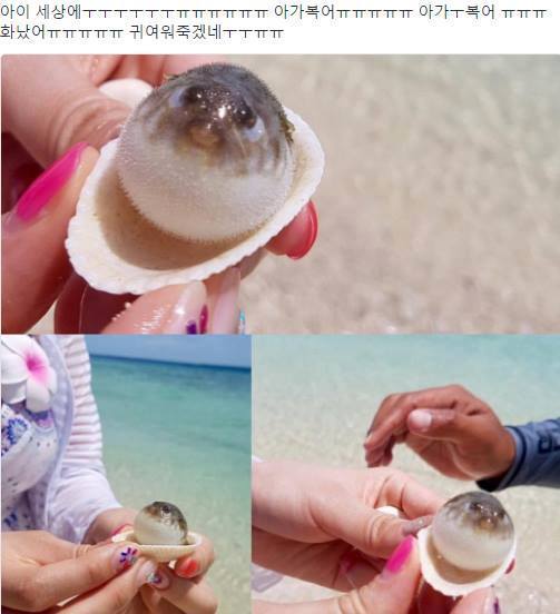 화가난 아가복어 1.jpg