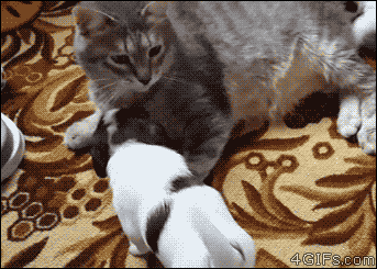 개판 5초전.GIF