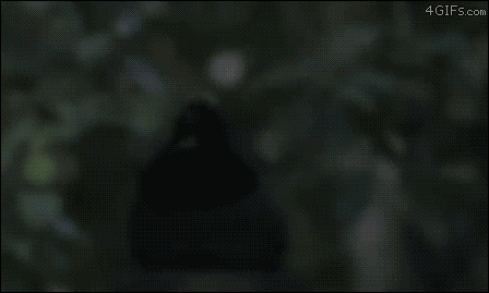 0_csAywD5L_daum_gallery_photo_20170607073029.gif