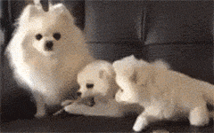 1846515209_2ZbBLvn6_a1b593a06246a1fd6407560928953541_IlSpjpQ4LZg6HFGabM7lGn.gif