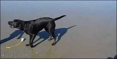4.gif
