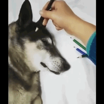 309189c33be1e7358434026524a6e9b0_TAZWwDjHMOcK.gif