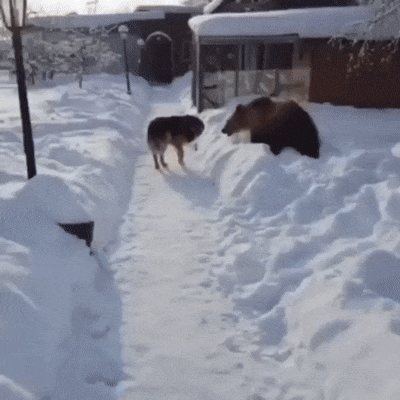 3584608_1521634296228.gif