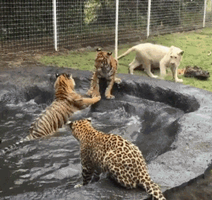 1457098233_RC8WUyCZez.gif