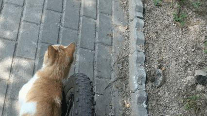 2944162966_bU6ltQSk_1.gif