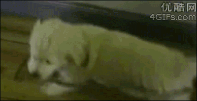 3586359_1521799341048.gif