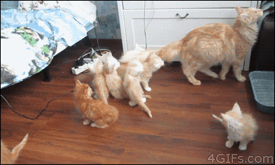 49b37d176d477978555a5f91a22bcff3_KUAIJCqO.gif